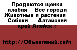 Продаются щенки алабая  - Все города Животные и растения » Собаки   . Алтайский край,Алейск г.